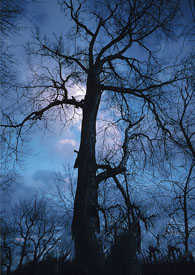 �ɺ�����